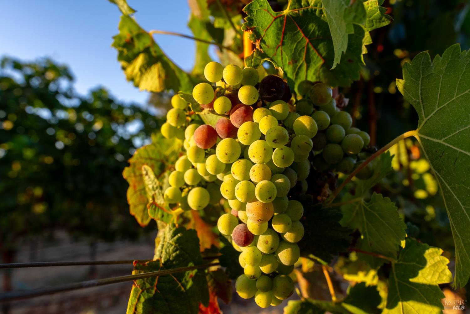 Detail Gallery Image 26 of 49 For 2143 Buena Vista Ave, Gilroy,  CA 95020 - 0 Beds | 0/1 Baths