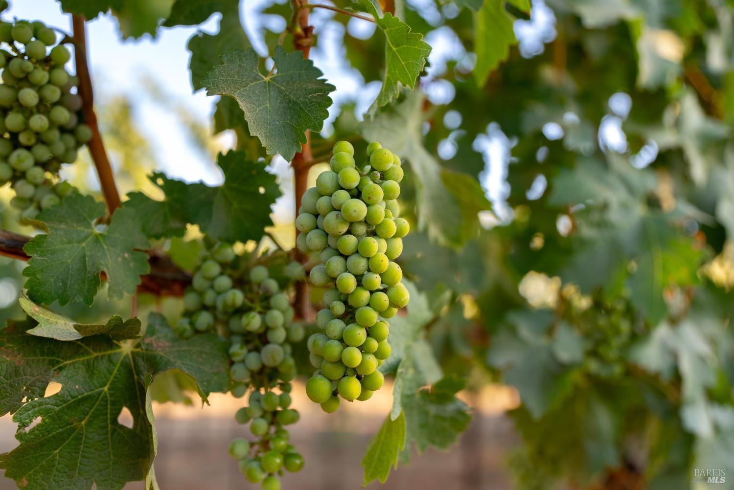 Detail Gallery Image 25 of 51 For 2143 Buena Vista Ave, Gilroy,  CA 95020 - – Beds | – Baths