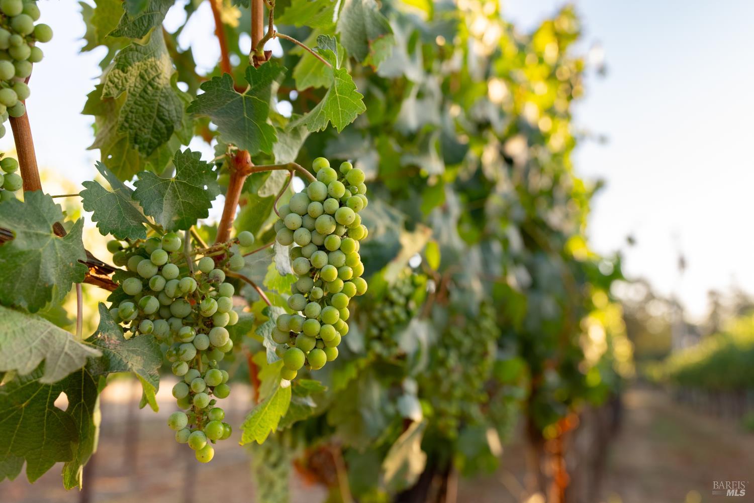 Detail Gallery Image 27 of 49 For 2143 Buena Vista Ave, Gilroy,  CA 95020 - 0 Beds | 0/1 Baths