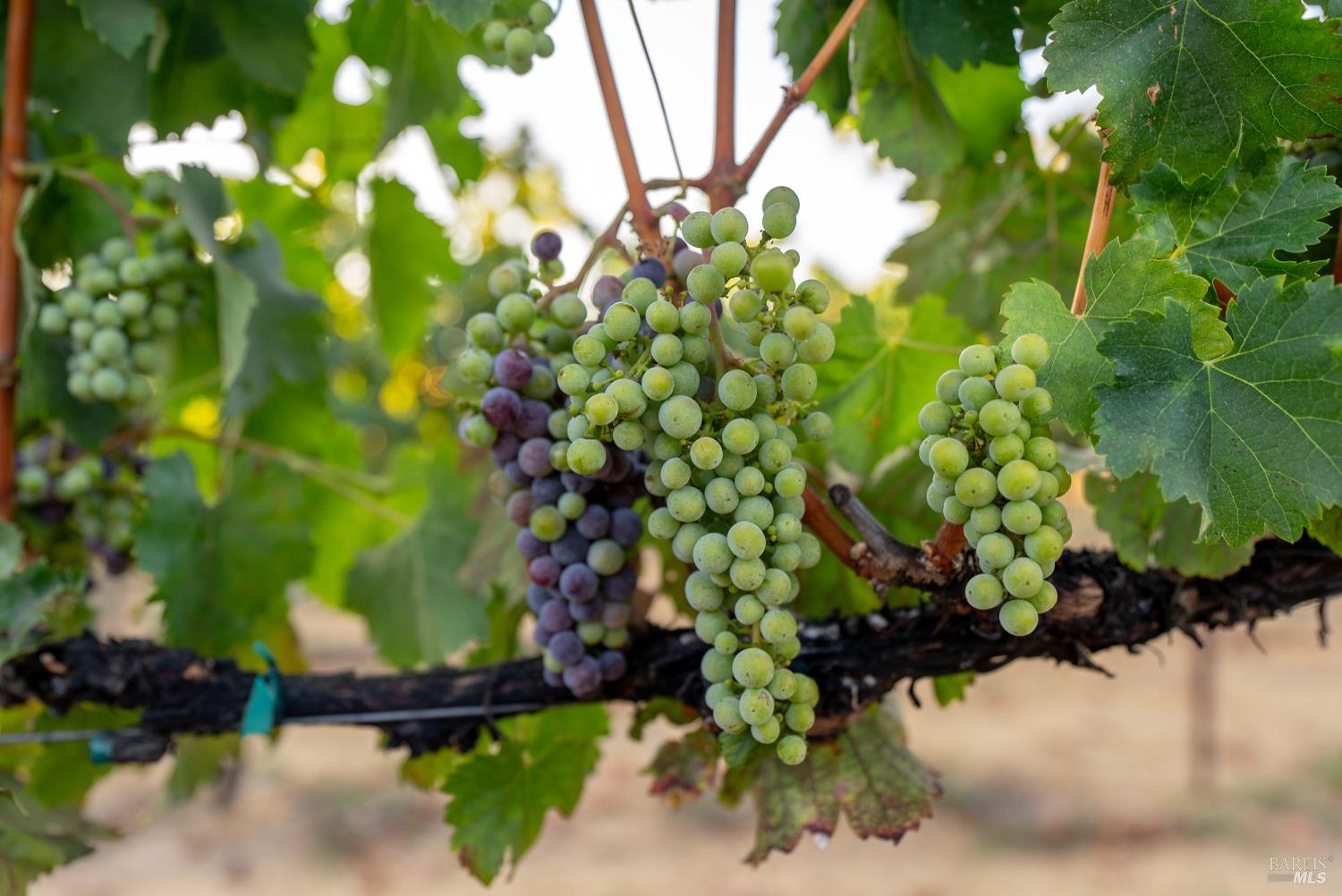 Detail Gallery Image 42 of 49 For 2143 Buena Vista Ave, Gilroy,  CA 95020 - 0 Beds | 0/1 Baths