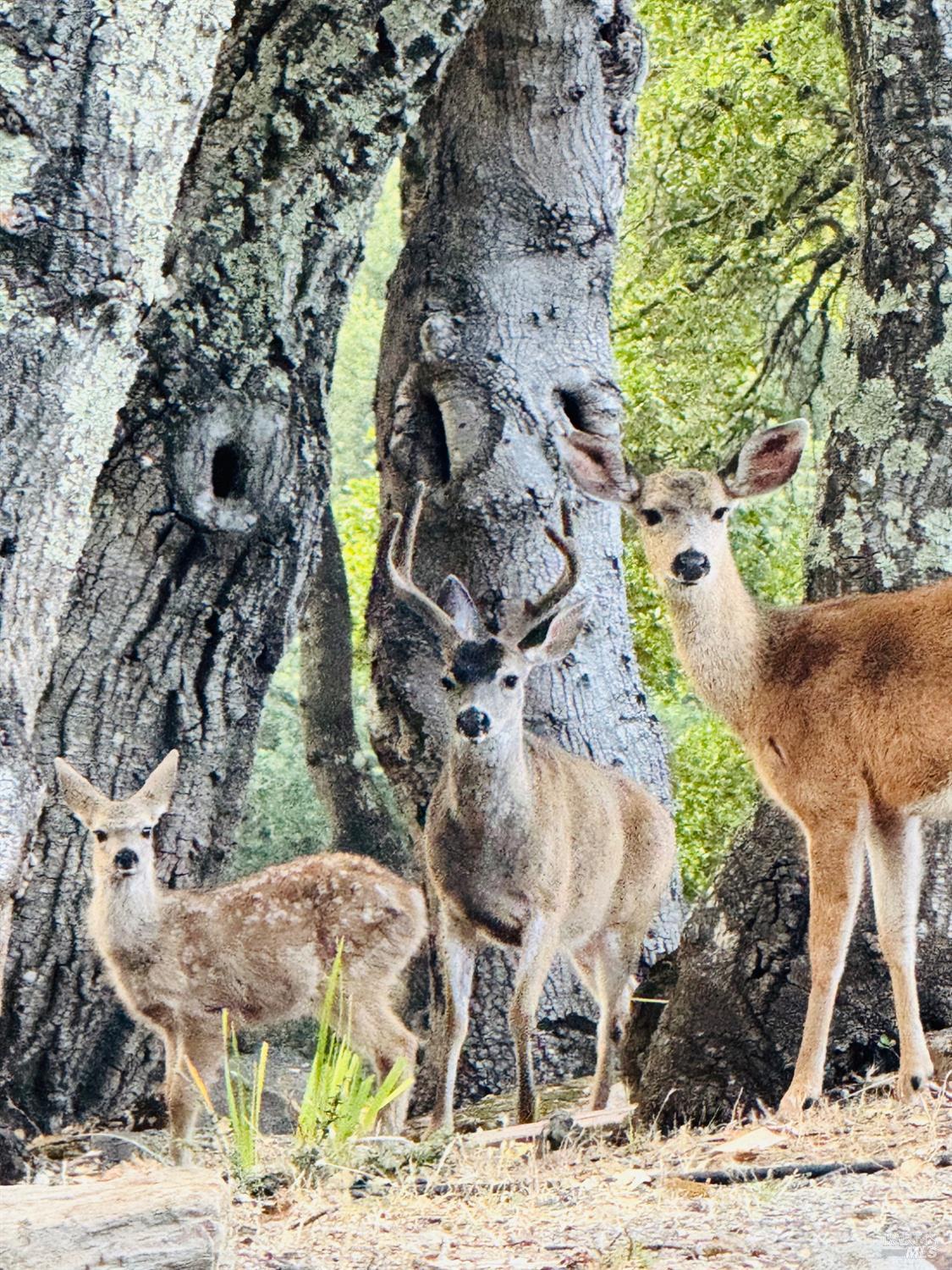 Detail Gallery Image 5 of 86 For 4427 Glencannon Dr, Fairfield,  CA 94534 - 3 Beds | 2/1 Baths