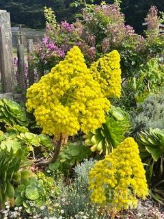 Detail Gallery Image 89 of 89 For 43700 Mountain View Rd, Manchester,  CA 95459 - 3 Beds | 2 Baths