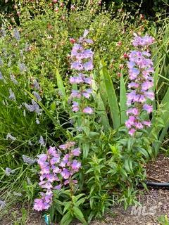 Detail Gallery Image 56 of 89 For 43700 Mountain View Rd, Manchester,  CA 95459 - 3 Beds | 2 Baths