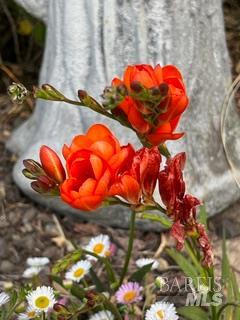 Detail Gallery Image 81 of 89 For 43700 Mountain View Rd, Manchester,  CA 95459 - 3 Beds | 2 Baths