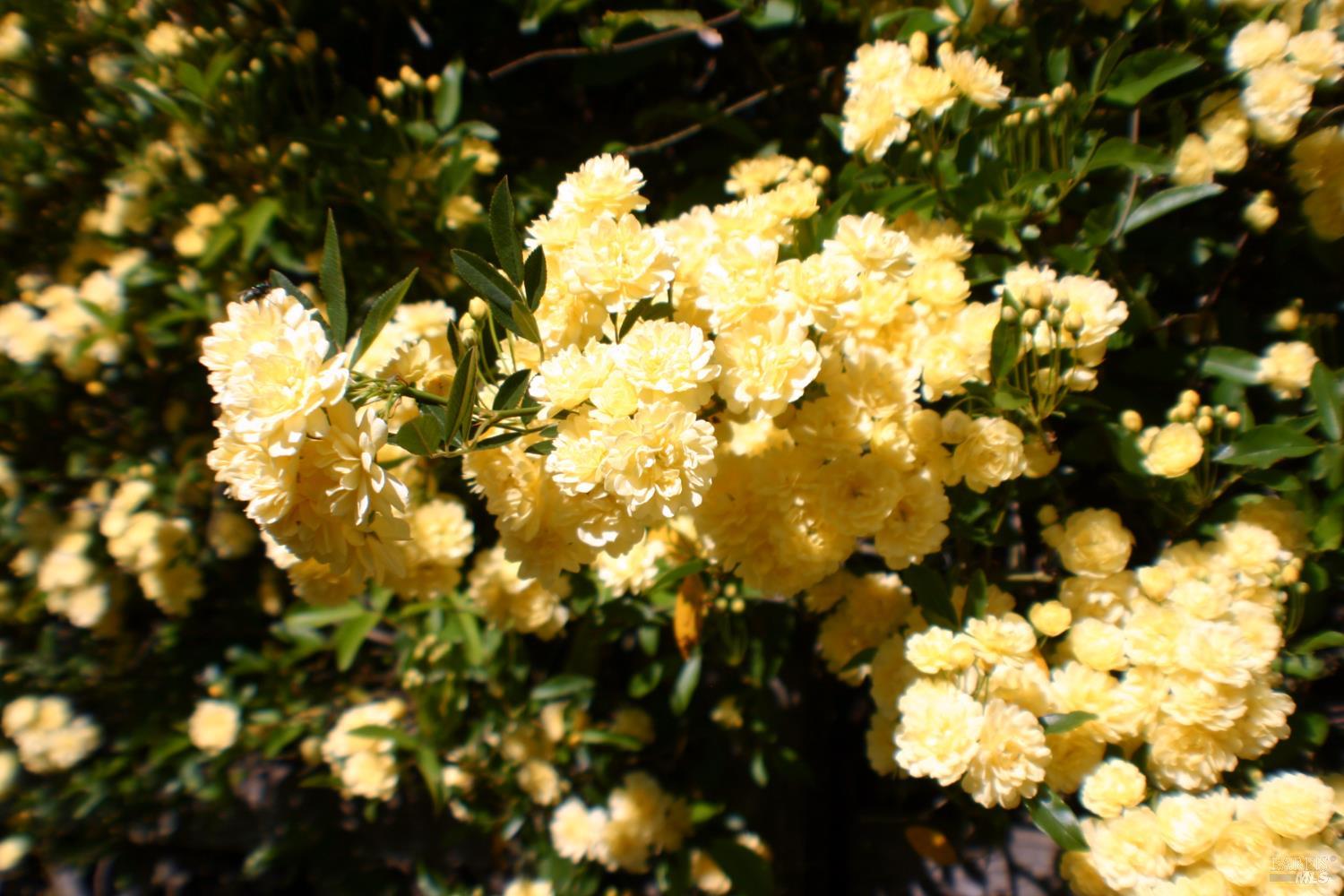 Detail Gallery Image 24 of 27 For 518 Galland St, Petaluma,  CA 94952 - 5 Beds | 2 Baths