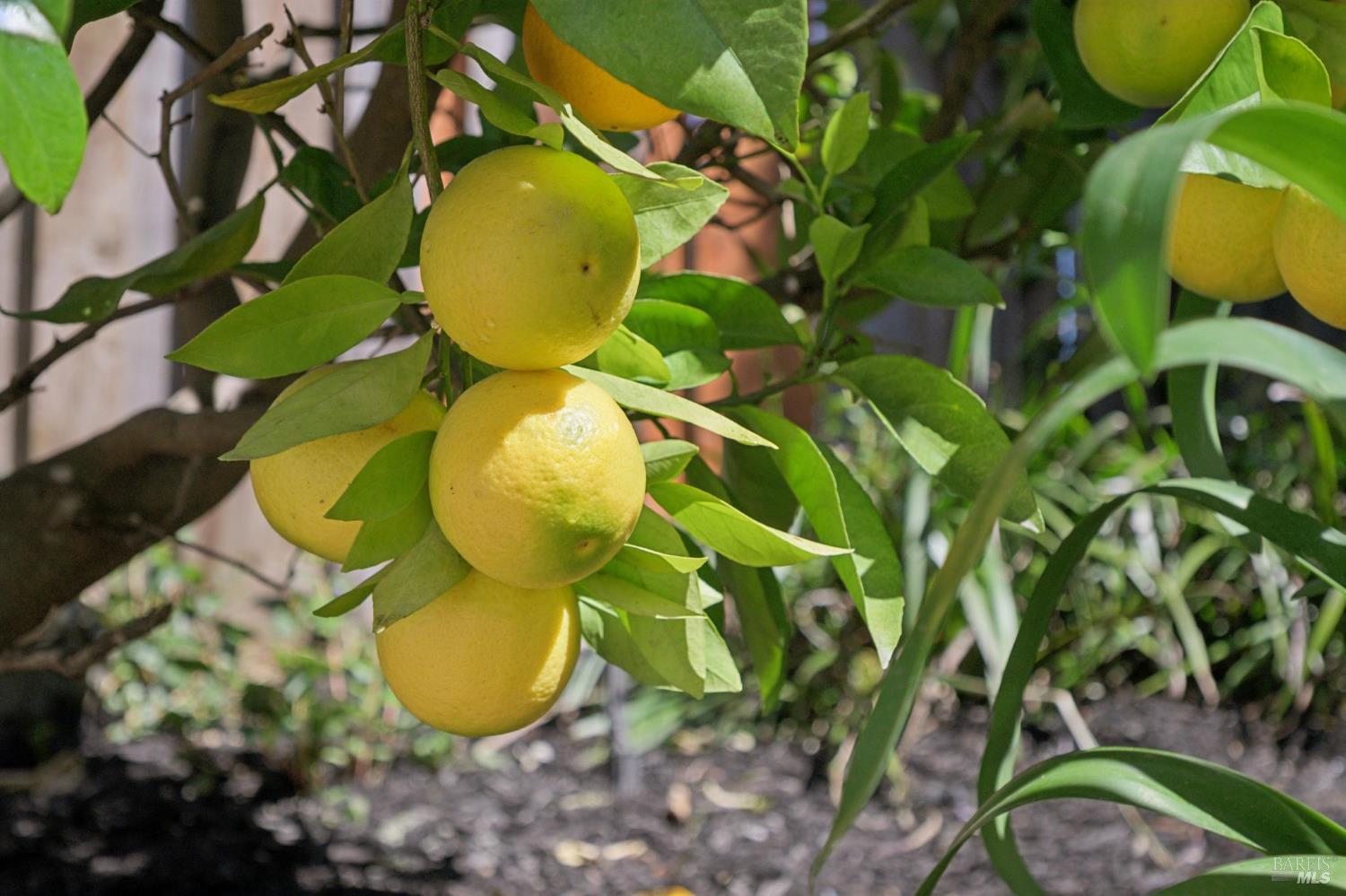 Detail Gallery Image 34 of 42 For 55 Upper North Ter, Tiburon,  CA 94920 - 4 Beds | 3 Baths