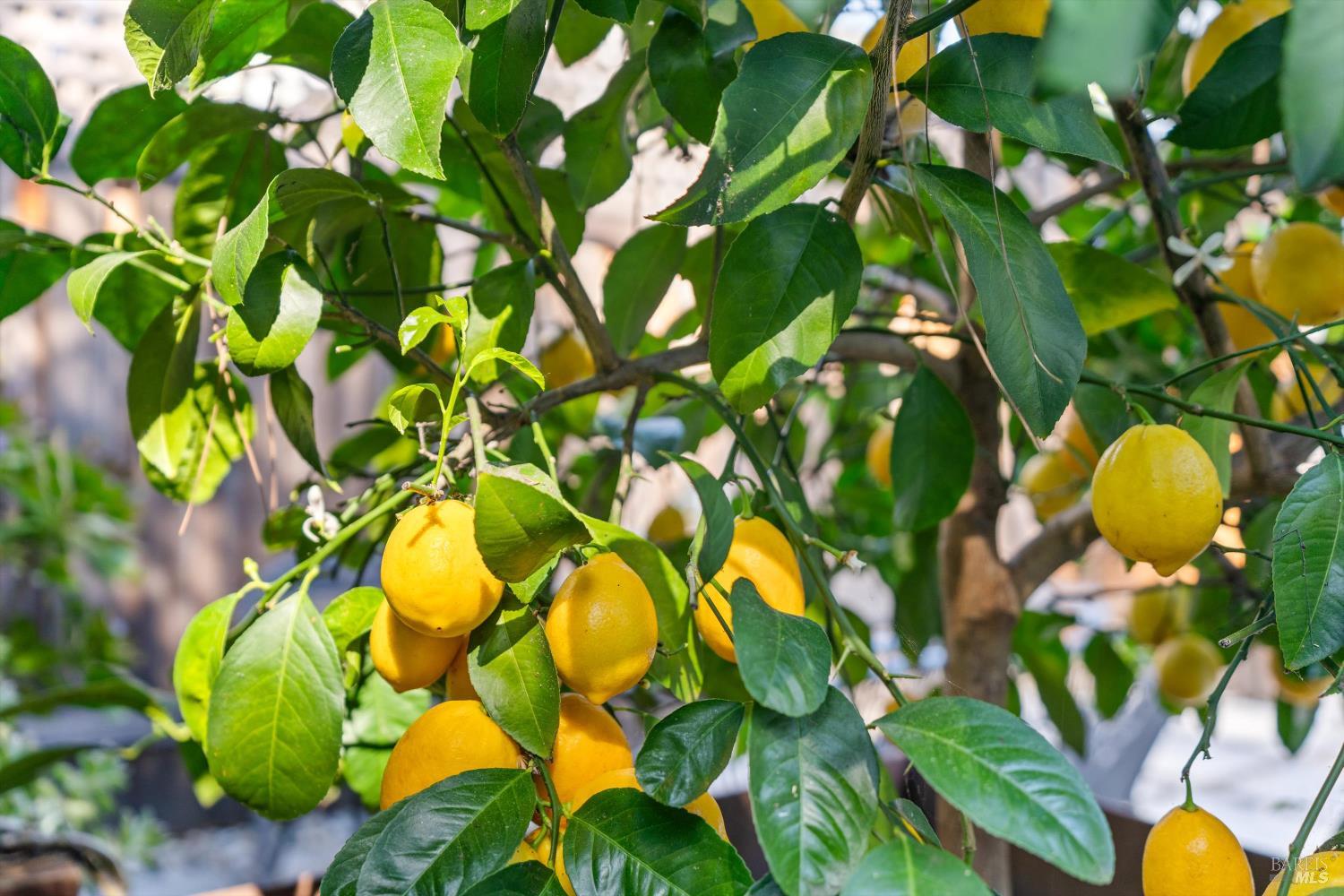 Detail Gallery Image 29 of 38 For 346 Piper St, Healdsburg,  CA 95448 - 2 Beds | 1/1 Baths