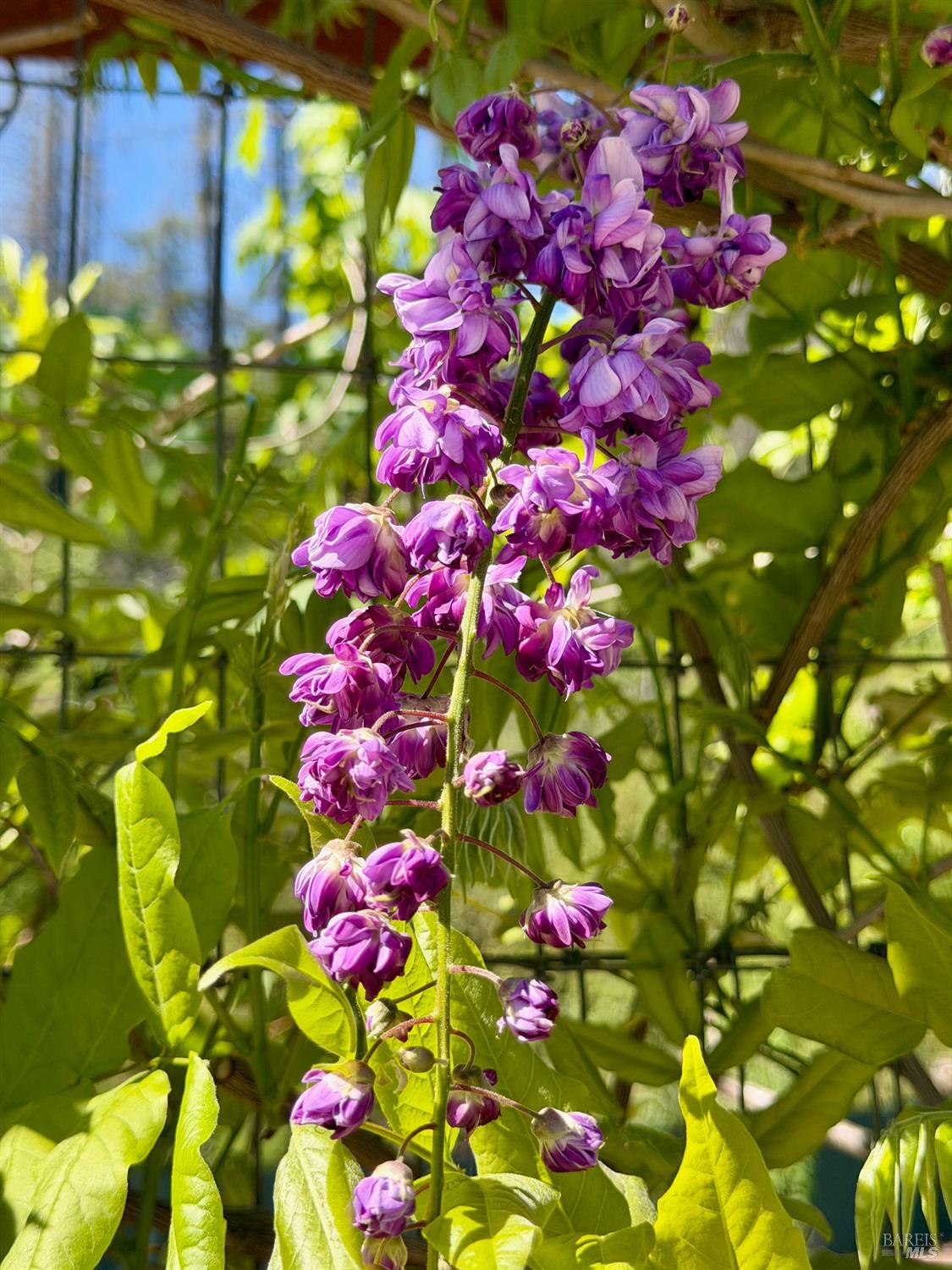 Detail Gallery Image 41 of 50 For 321 Dutch Henry Canyon Rd, Calistoga,  CA 94515 - 3 Beds | 3 Baths