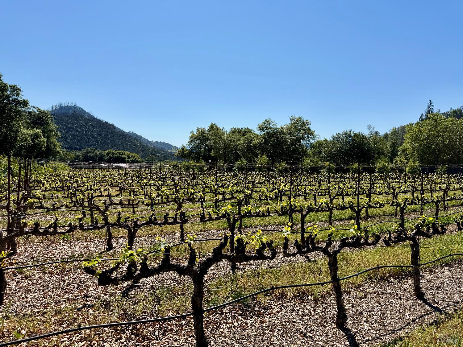 Detail Gallery Image 46 of 50 For 321 Dutch Henry Canyon Rd, Calistoga,  CA 94515 - 3 Beds | 3 Baths