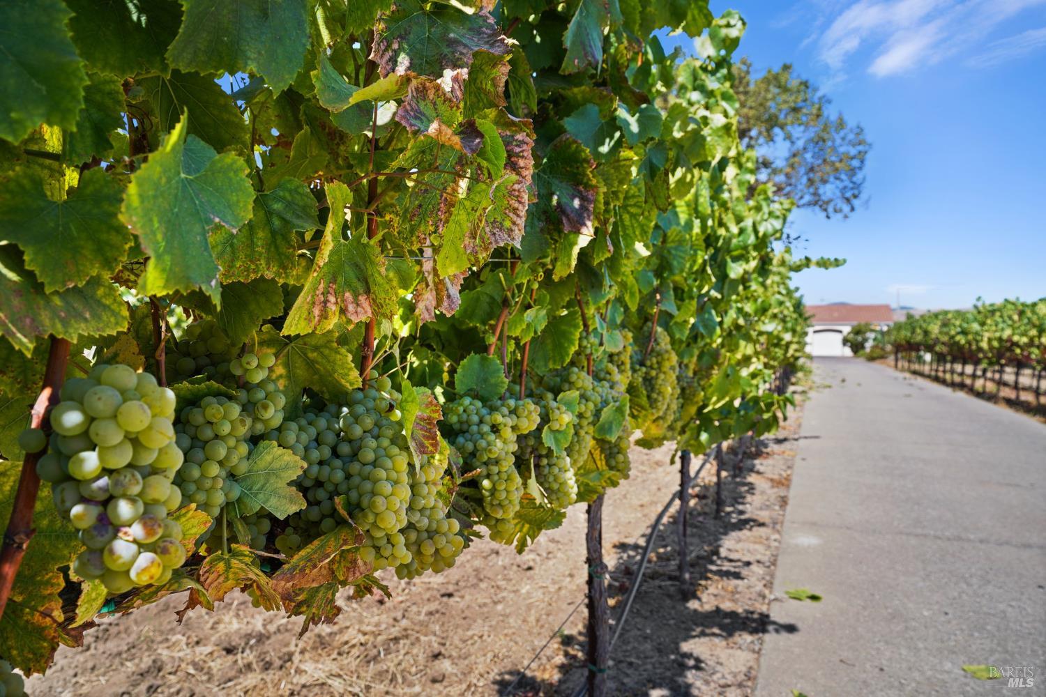 Detail Gallery Image 16 of 24 For 5267 Old Sonoma Rd, Napa,  CA 94559 - – Beds | – Baths