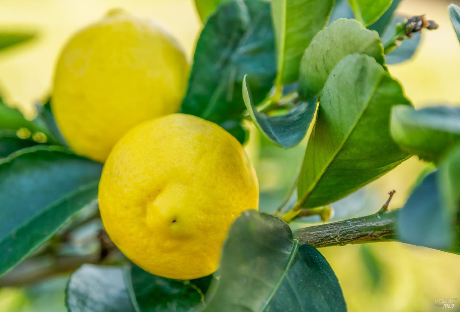 Detail Gallery Image 37 of 49 For 1980 Redwood Hill Ct, Santa Rosa,  CA 95404 - – Beds | – Baths