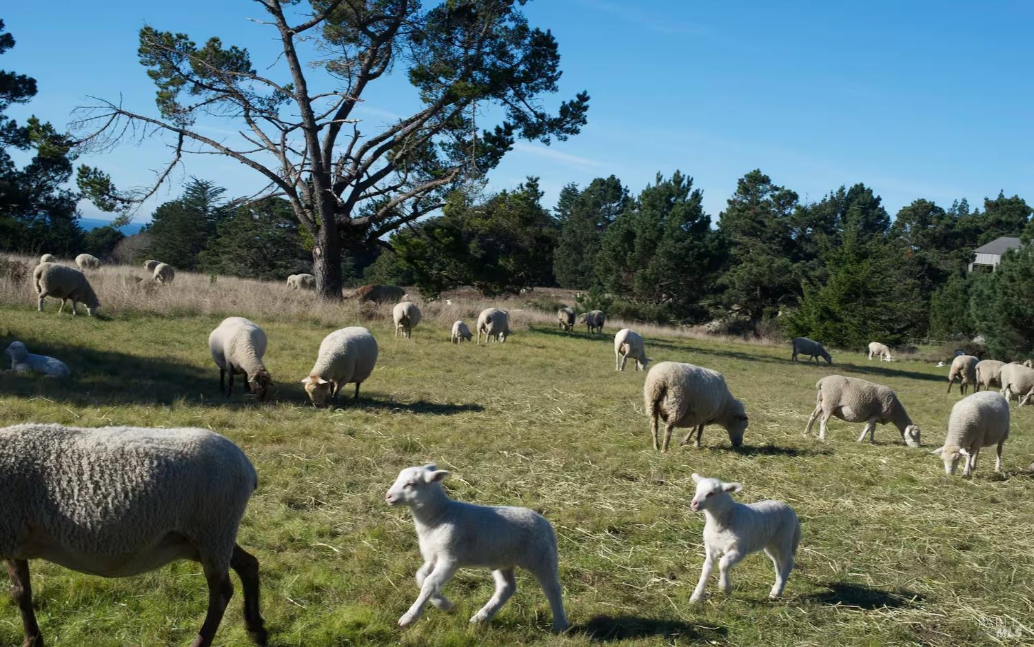 Detail Gallery Image 20 of 48 For 35926 Seaward Reach Unkn, The Sea Ranch,  CA 95497 - 2 Beds | 2 Baths