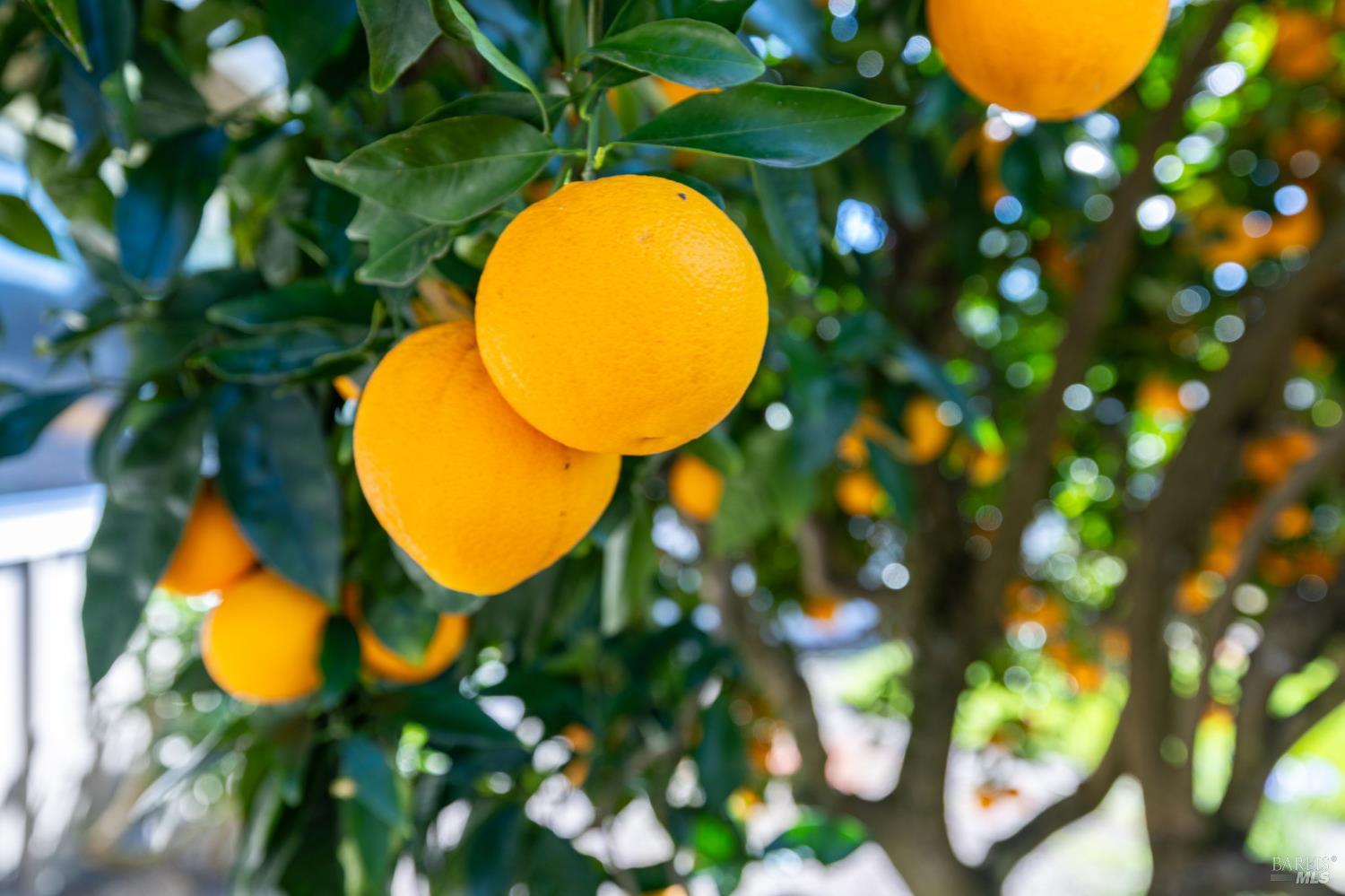 Detail Gallery Image 37 of 46 For 96 Aspen Meadows Cir, Santa Rosa,  CA 95409 - 3 Beds | 2 Baths