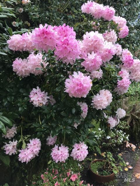 Detail Gallery Image 45 of 56 For 161 Lagunitas Rd, Ross,  CA 94957 - 4 Beds | 3 Baths