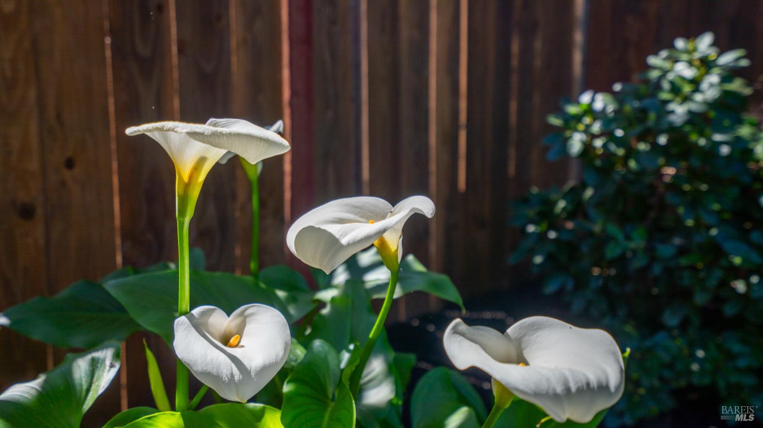 Detail Gallery Image 46 of 54 For 1427 Dawes St, Novato,  CA 94947 - 4 Beds | 3 Baths