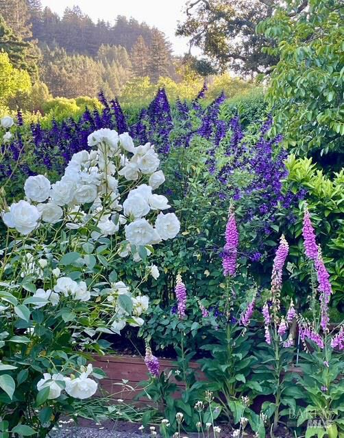 Detail Gallery Image 47 of 56 For 161 Lagunitas Rd, Ross,  CA 94957 - 4 Beds | 3 Baths