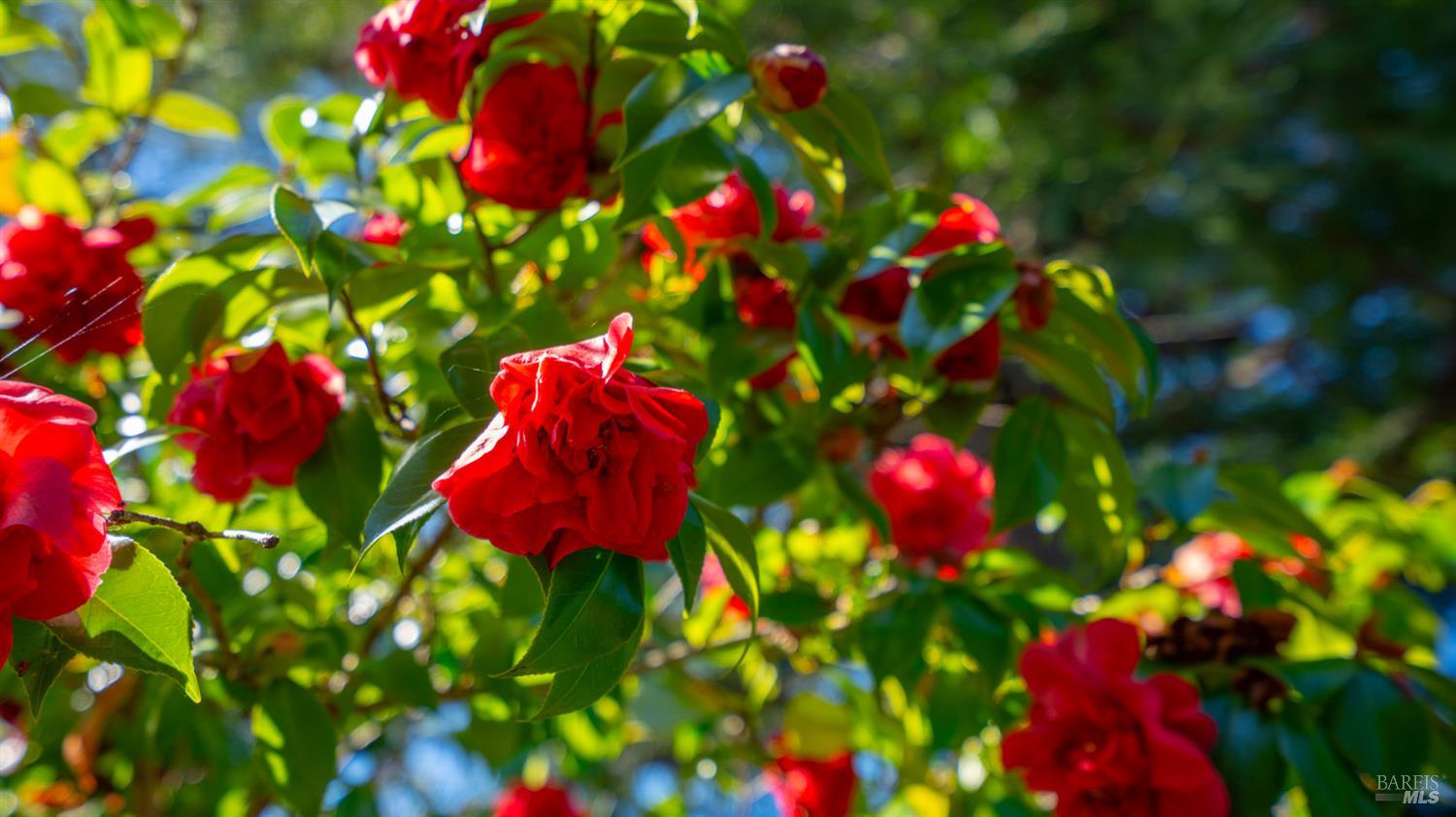 Detail Gallery Image 44 of 54 For 1427 Dawes St, Novato,  CA 94947 - 4 Beds | 3 Baths