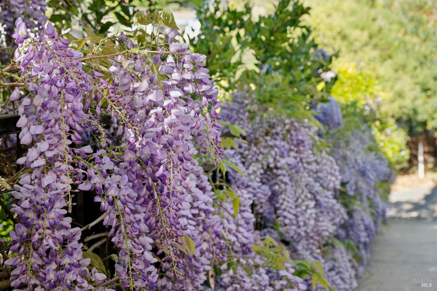 Detail Gallery Image 47 of 47 For 435 Tremont Ave, Point Richmond,  CA 94801 - 4 Beds | 4 Baths