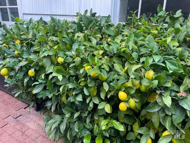 Detail Gallery Image 43 of 56 For 161 Lagunitas Rd, Ross,  CA 94957 - 4 Beds | 3 Baths