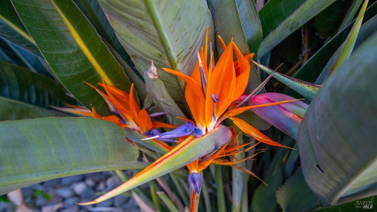 Detail Gallery Image 51 of 67 For 191 Bel Air Dr, Vacaville,  CA 95687 - 5 Beds | 2/1 Baths