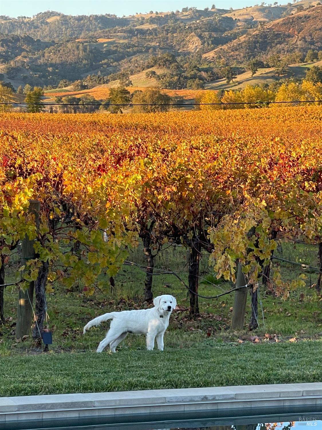 Detail Gallery Image 54 of 59 For 6476 Red Winery Rd, Healdsburg,  CA 95441 - 3 Beds | 3 Baths