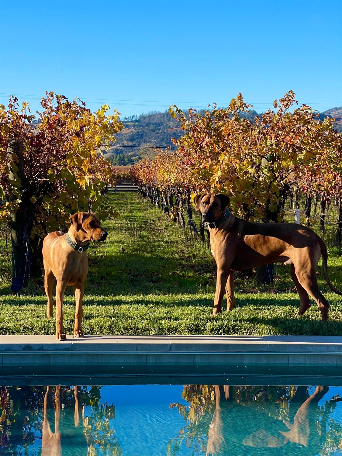 Detail Gallery Image 53 of 59 For 6476 Red Winery Rd, Healdsburg,  CA 95441 - 3 Beds | 3 Baths