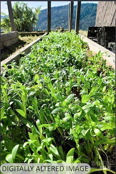 Detail Gallery Image 5 of 11 For 2233 Baywood Way, Willits,  CA 95490 - 1 Beds | 0/1 Baths