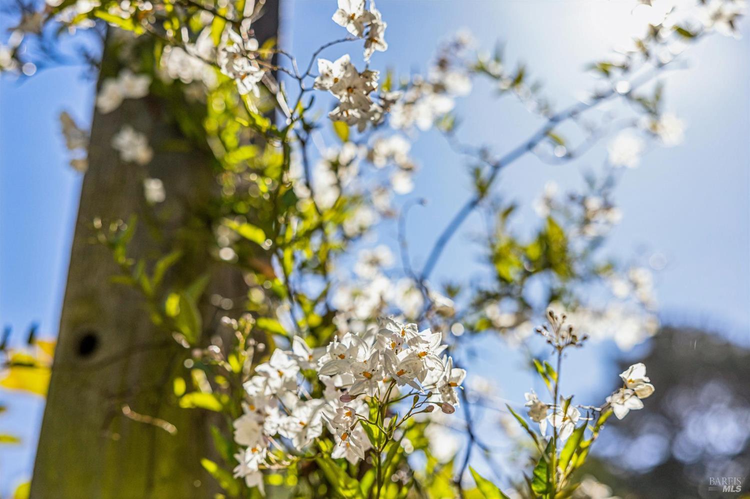 Detail Gallery Image 14 of 93 For 47 Main Dr, San Rafael,  CA 94901 - 4 Beds | 5 Baths