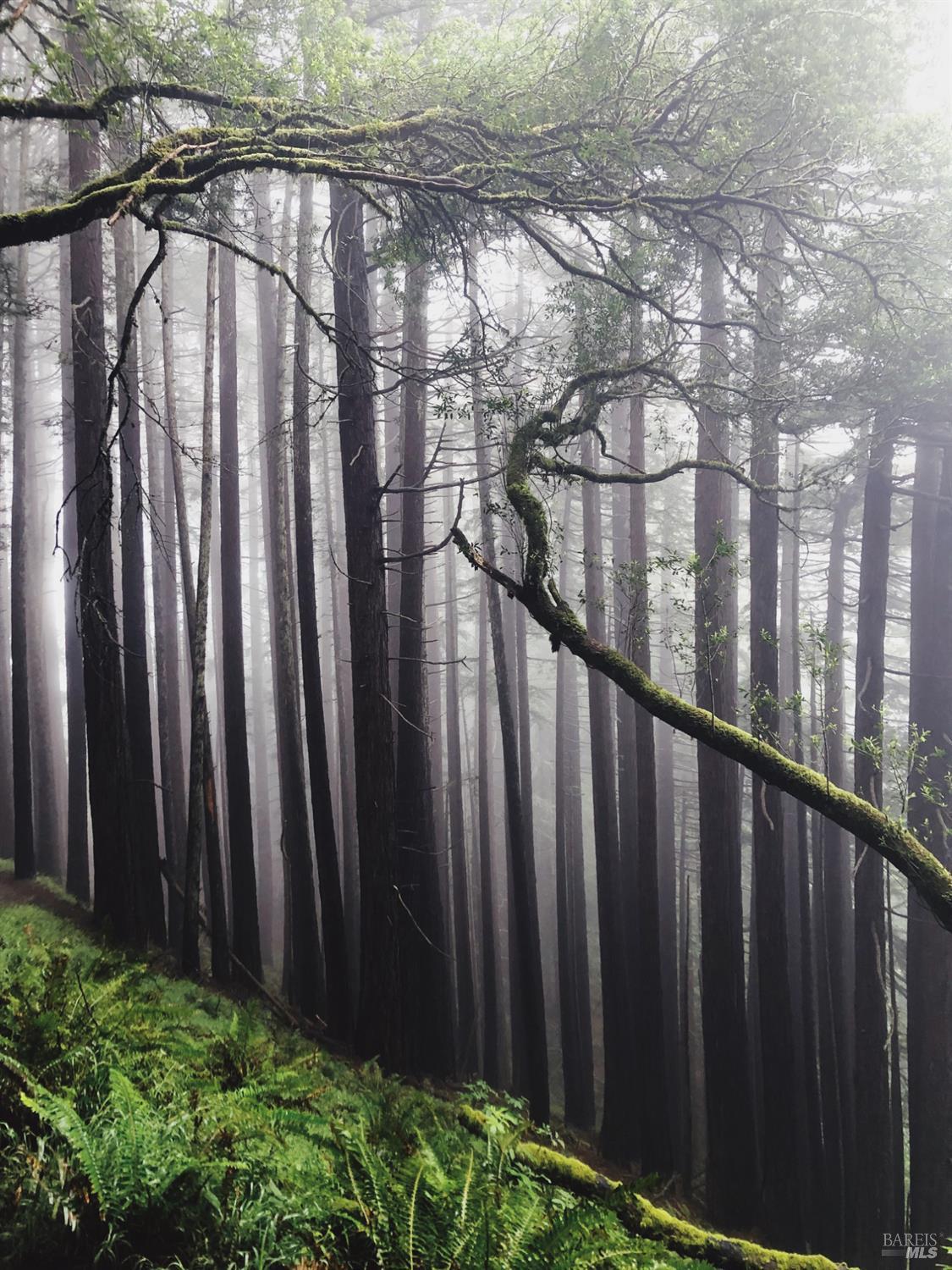 Detail Gallery Image 42 of 50 For Address Is Not Disclosed, Stinson Beach,  CA 94970 - 2 Beds | 2 Baths