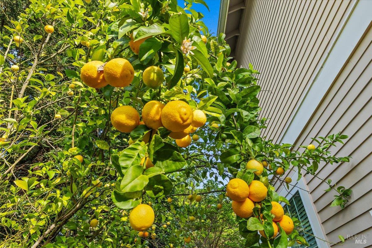 Detail Gallery Image 53 of 60 For 134 Moonlight Dr, Healdsburg,  CA 95448 - 4 Beds | 3/1 Baths