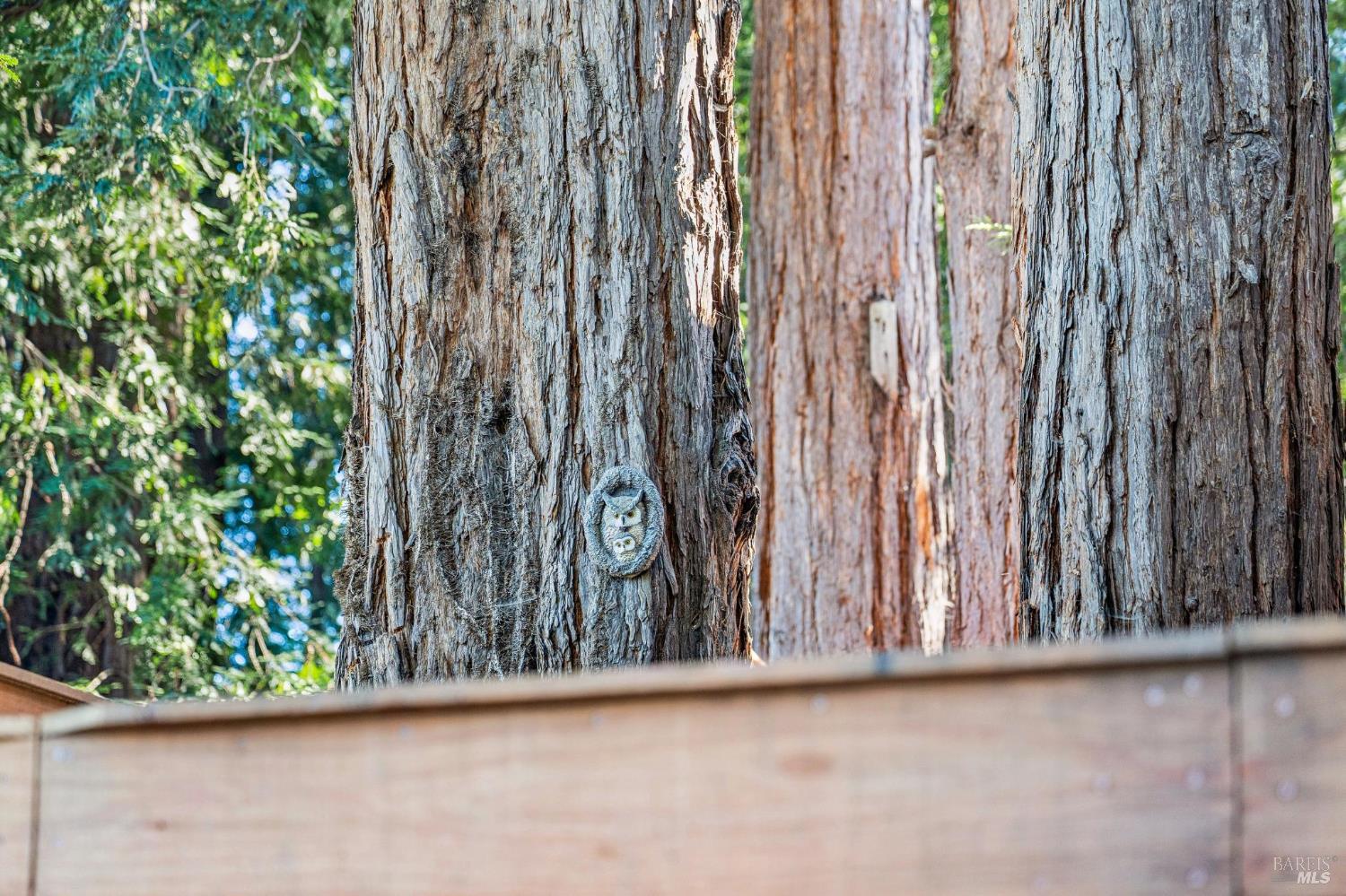 Detail Gallery Image 84 of 88 For 93 Magnolia Ave, Larkspur,  CA 94939 - 3 Beds | 3 Baths