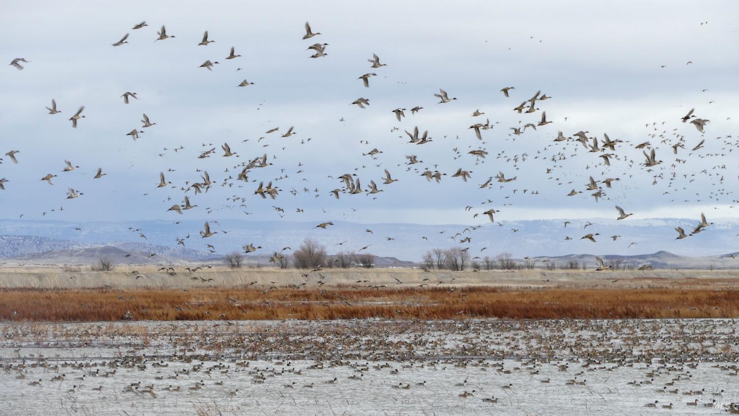 Detail Gallery Image 40 of 42 For 3034 State Line Rd, Dorris,  CA 96023 - 1 Beds | 0/1 Baths