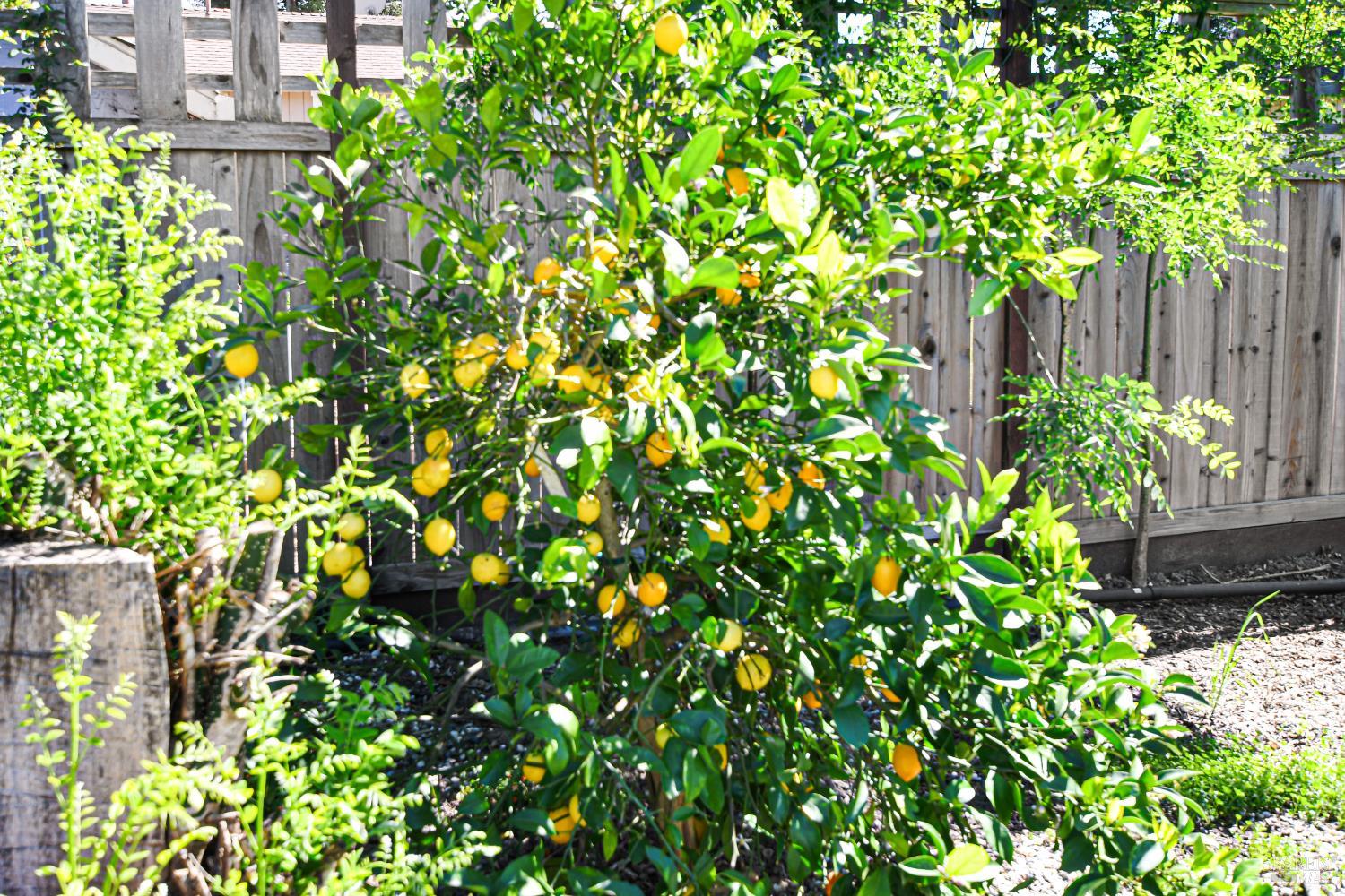 Detail Gallery Image 53 of 65 For 186 Barrio Way, Windsor,  CA 95492 - 3 Beds | 2 Baths