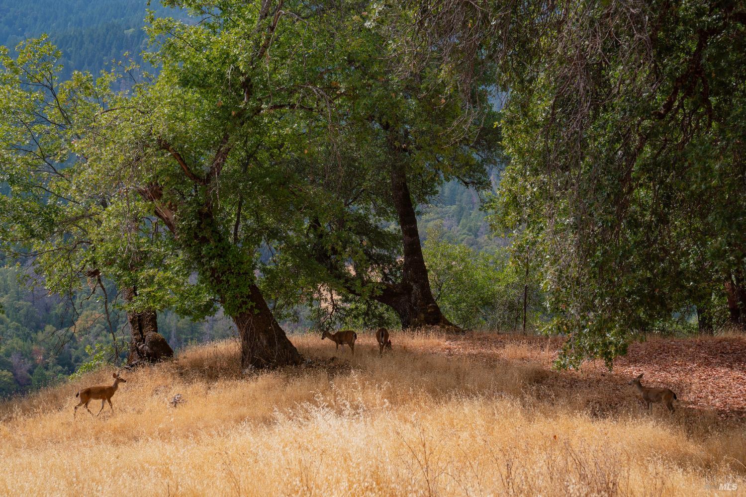 Detail Gallery Image 21 of 55 For 56701 Ca-162 Unkn, Covelo,  CA 95428 - – Beds | – Baths