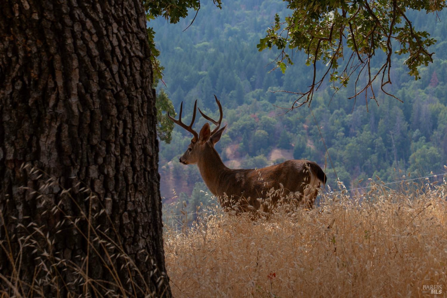 Detail Gallery Image 8 of 55 For 56701 Ca-162 Unkn, Covelo,  CA 95428 - – Beds | – Baths