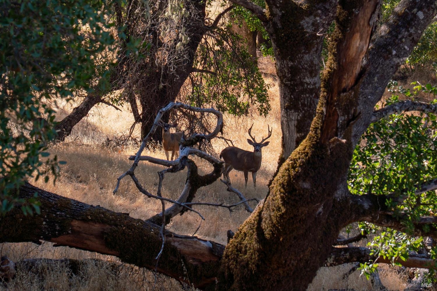 Detail Gallery Image 7 of 55 For 56701 Ca-162 Unkn, Covelo,  CA 95428 - – Beds | – Baths