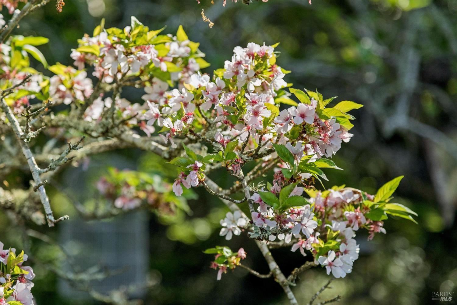 Detail Gallery Image 93 of 98 For 1195 Congress Valley Rd, Napa,  CA 94558 - 4 Beds | 4 Baths