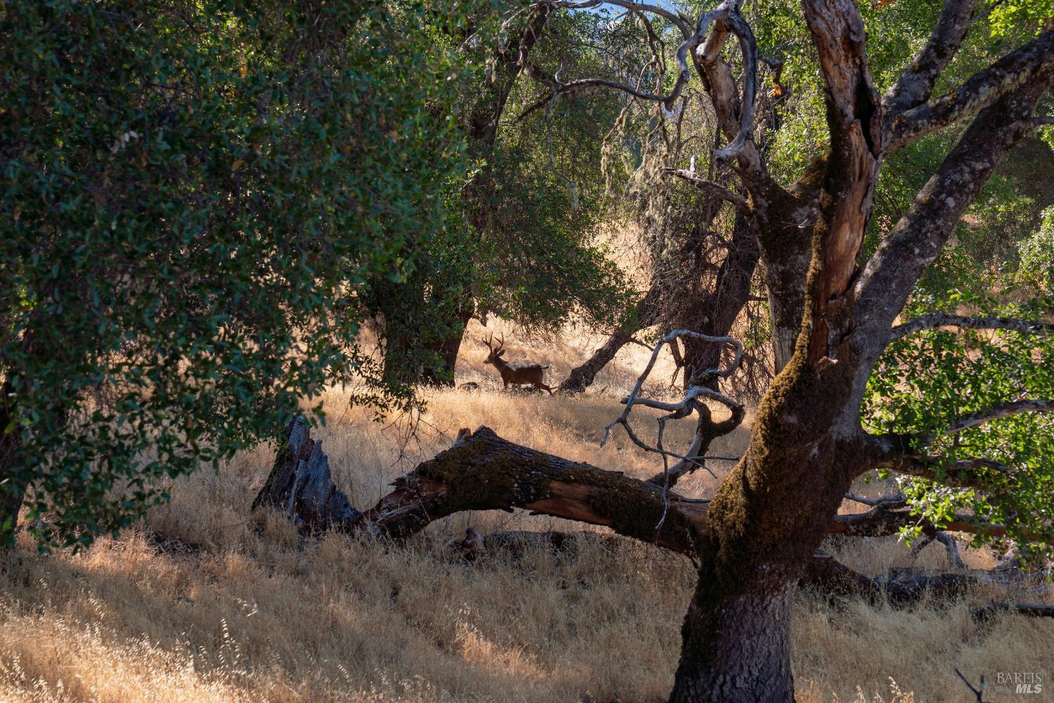 Detail Gallery Image 10 of 55 For 56701 Ca-162 Unkn, Covelo,  CA 95428 - – Beds | – Baths