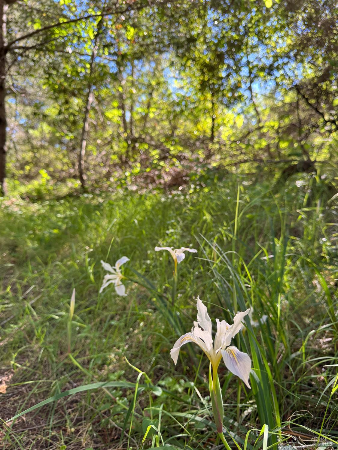 Detail Gallery Image 22 of 23 For 0 Vista Ave, Forest Knolls,  CA 94933 - – Beds | – Baths