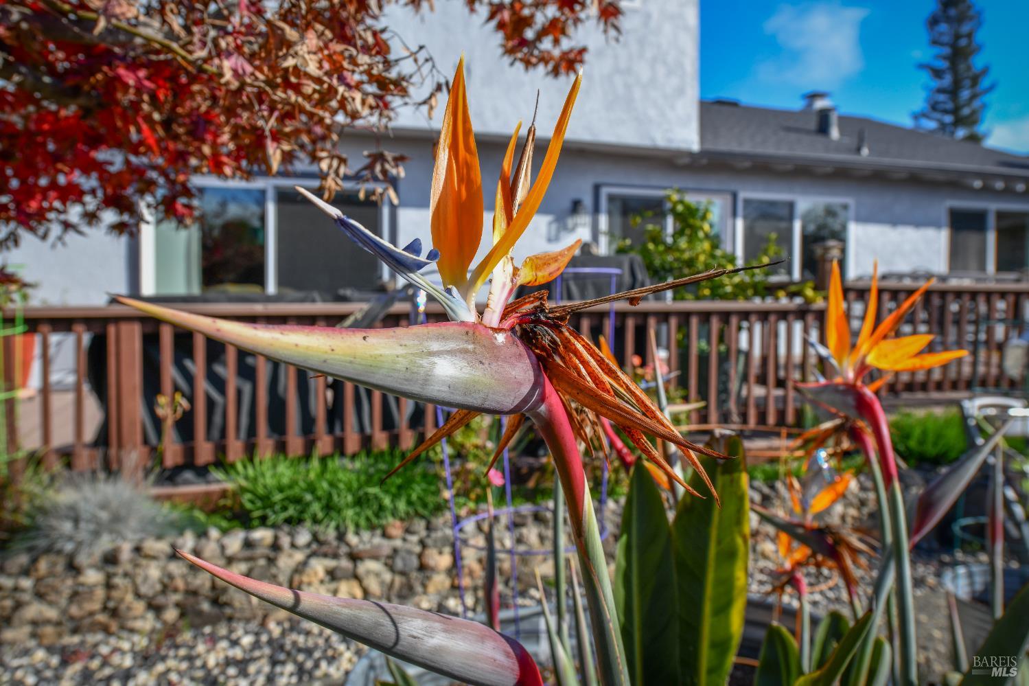 Detail Gallery Image 34 of 35 For 4139 via La Paz Unkn, Napa,  CA 94558 - 4 Beds | 2/1 Baths