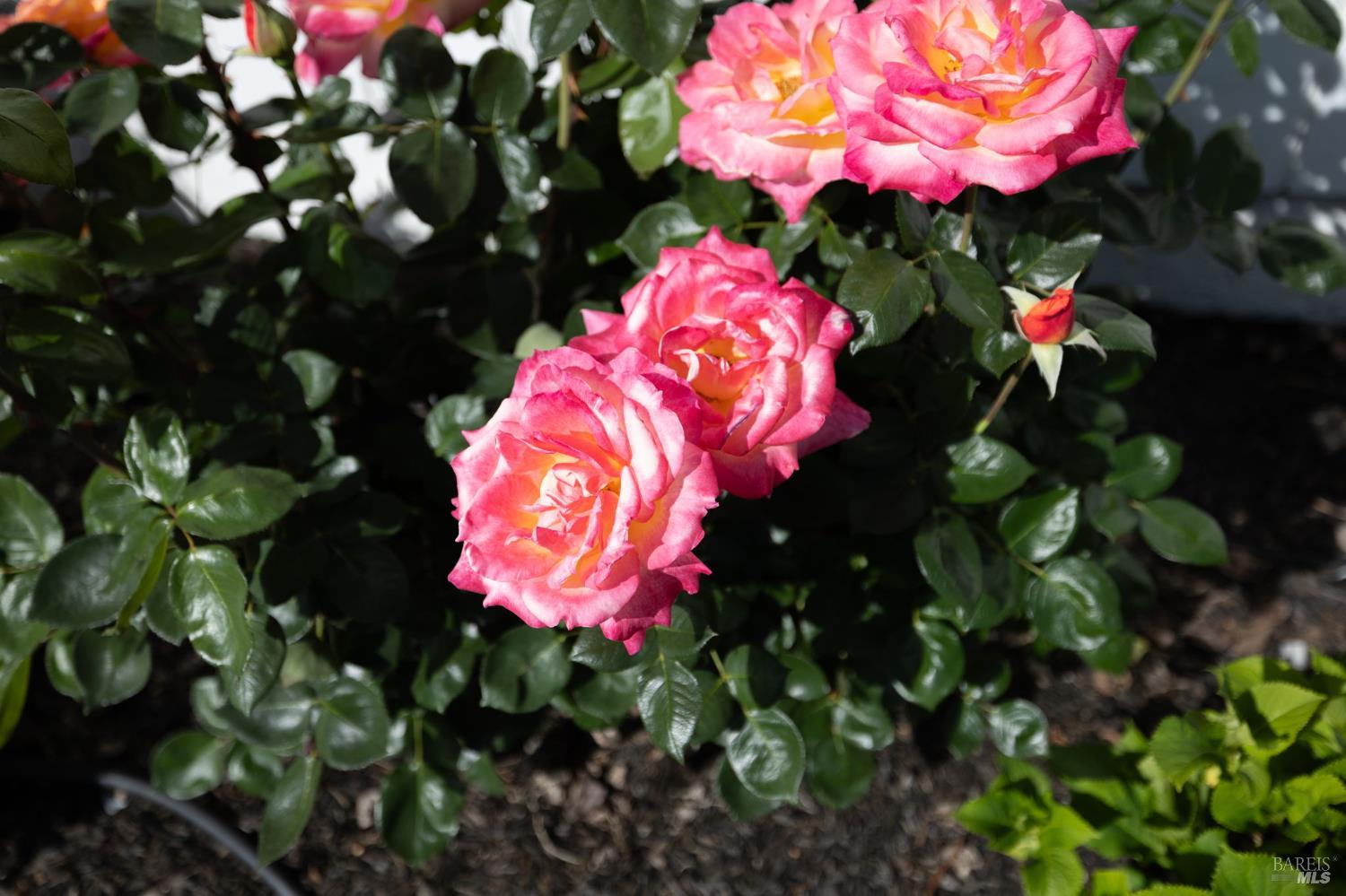 Detail Gallery Image 4 of 34 For 9865 Sunray Pl, Windsor,  CA 95492 - 3 Beds | 1/1 Baths