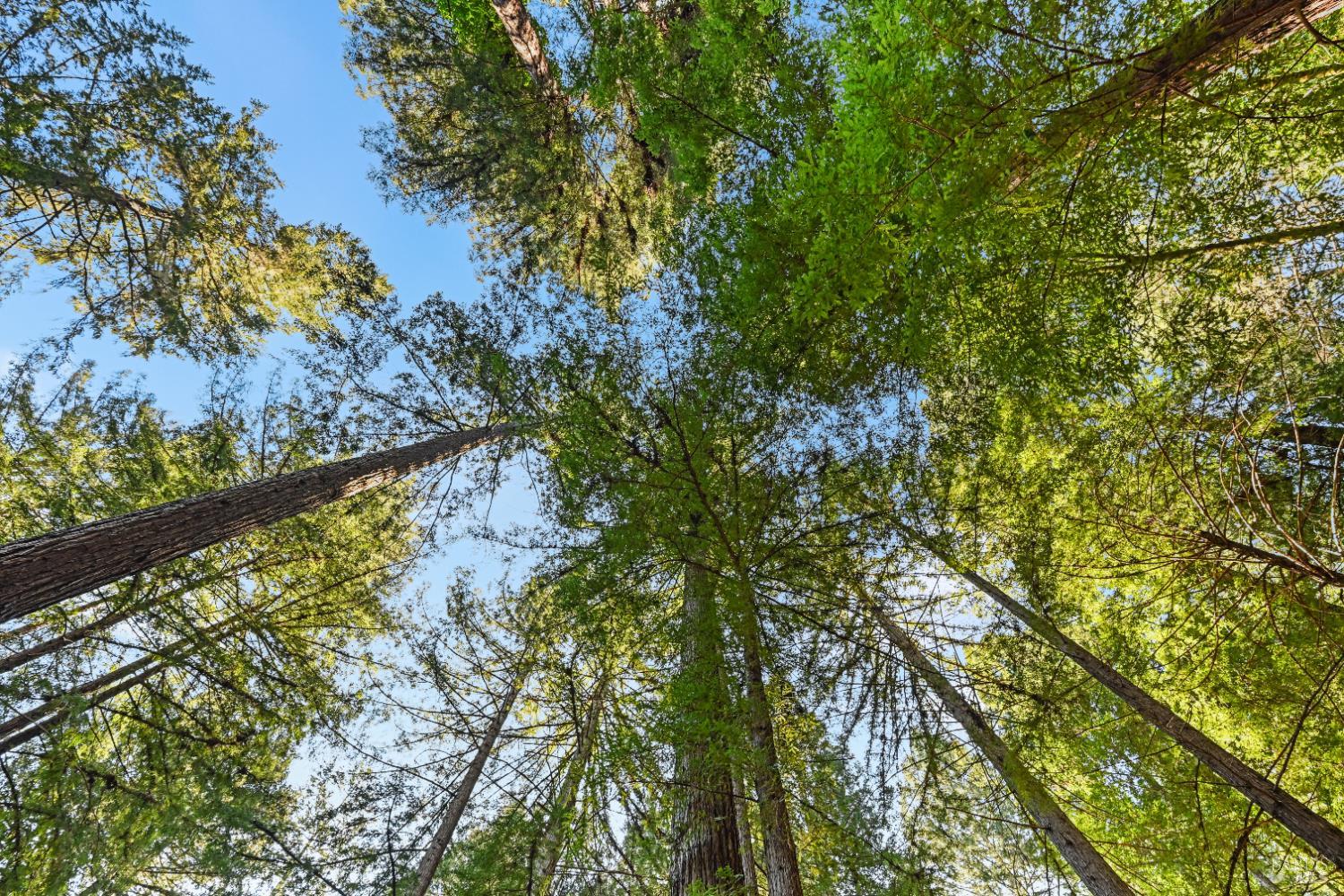 Detail Gallery Image 36 of 36 For 9 Huckleberry Hts, Cazadero,  CA 95421 - 1 Beds | 1 Baths