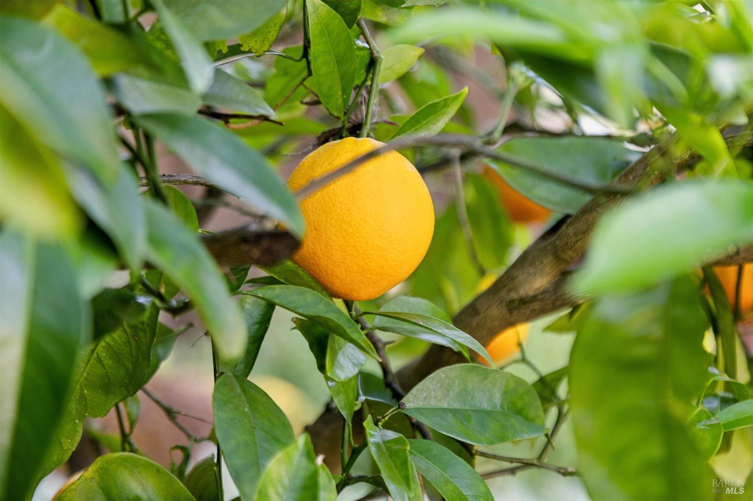 Detail Gallery Image 51 of 62 For 85 Berens Dr, Kentfield,  CA 94904 - 3 Beds | 2 Baths