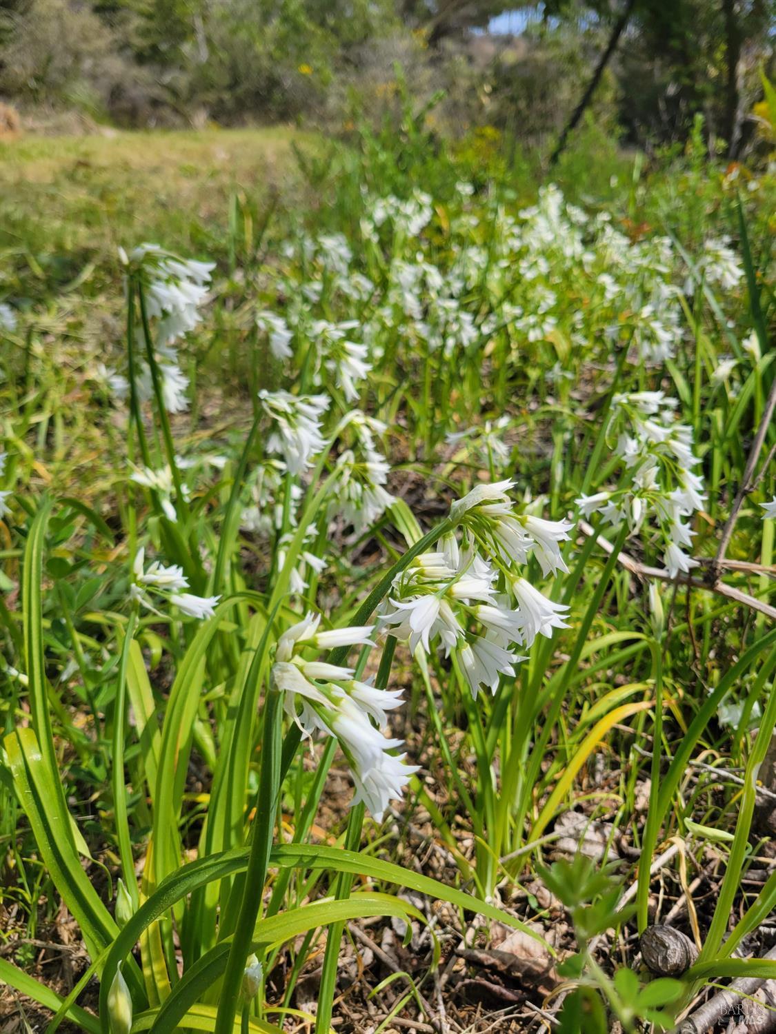 Detail Gallery Image 23 of 28 For 34601 S Highway 1 Unkn, Gualala,  CA 95445 - 0 Beds | 0 Baths