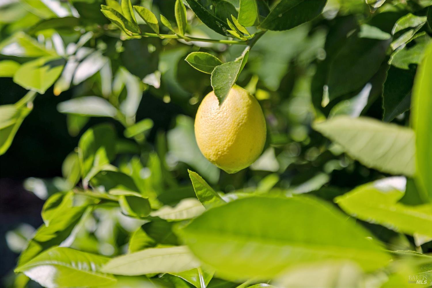 Detail Gallery Image 50 of 62 For 85 Berens Dr, Kentfield,  CA 94904 - 3 Beds | 2 Baths