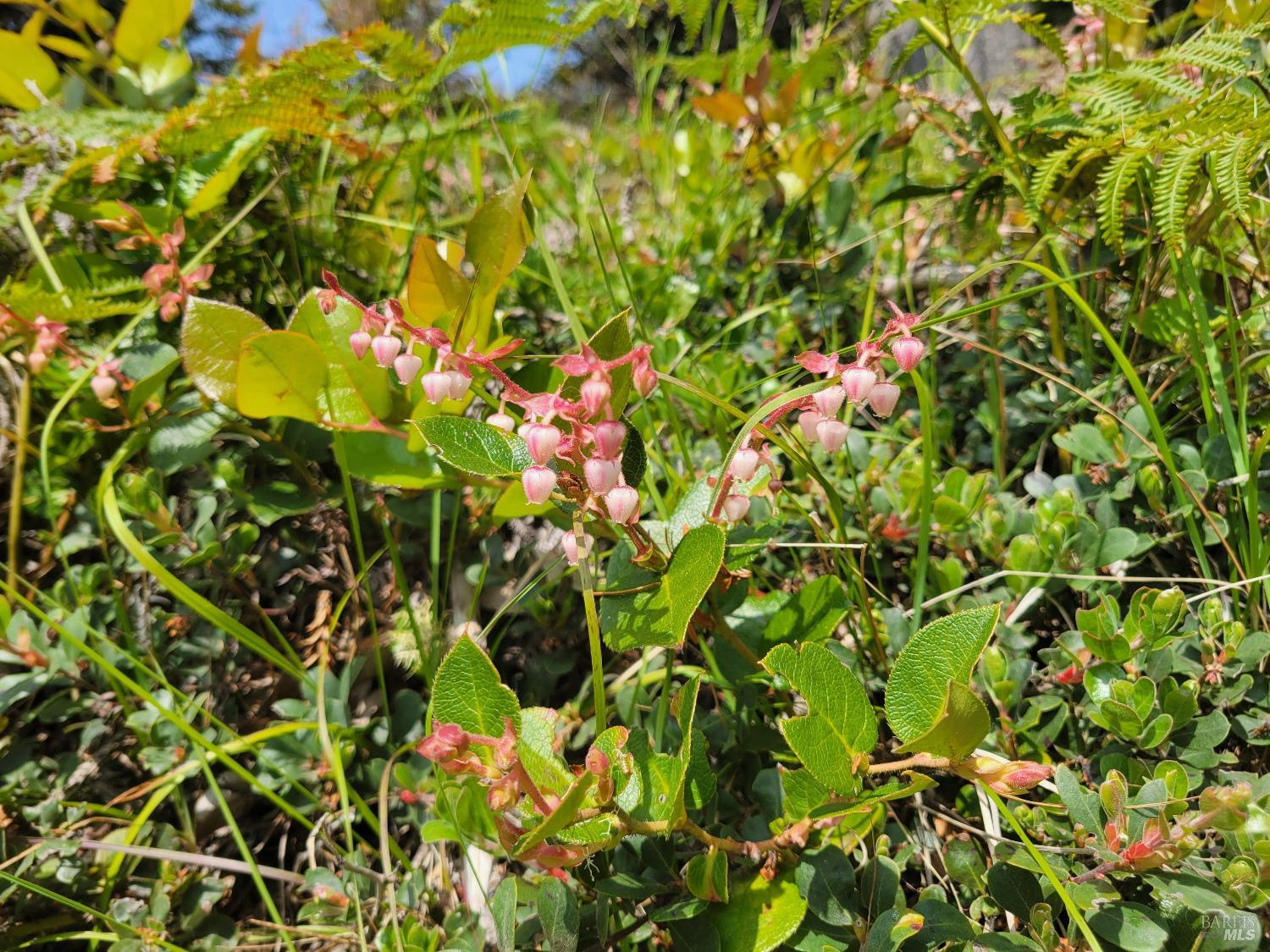 Detail Gallery Image 24 of 28 For 34601 S Highway 1 Unkn, Gualala,  CA 95445 - 0 Beds | 0 Baths