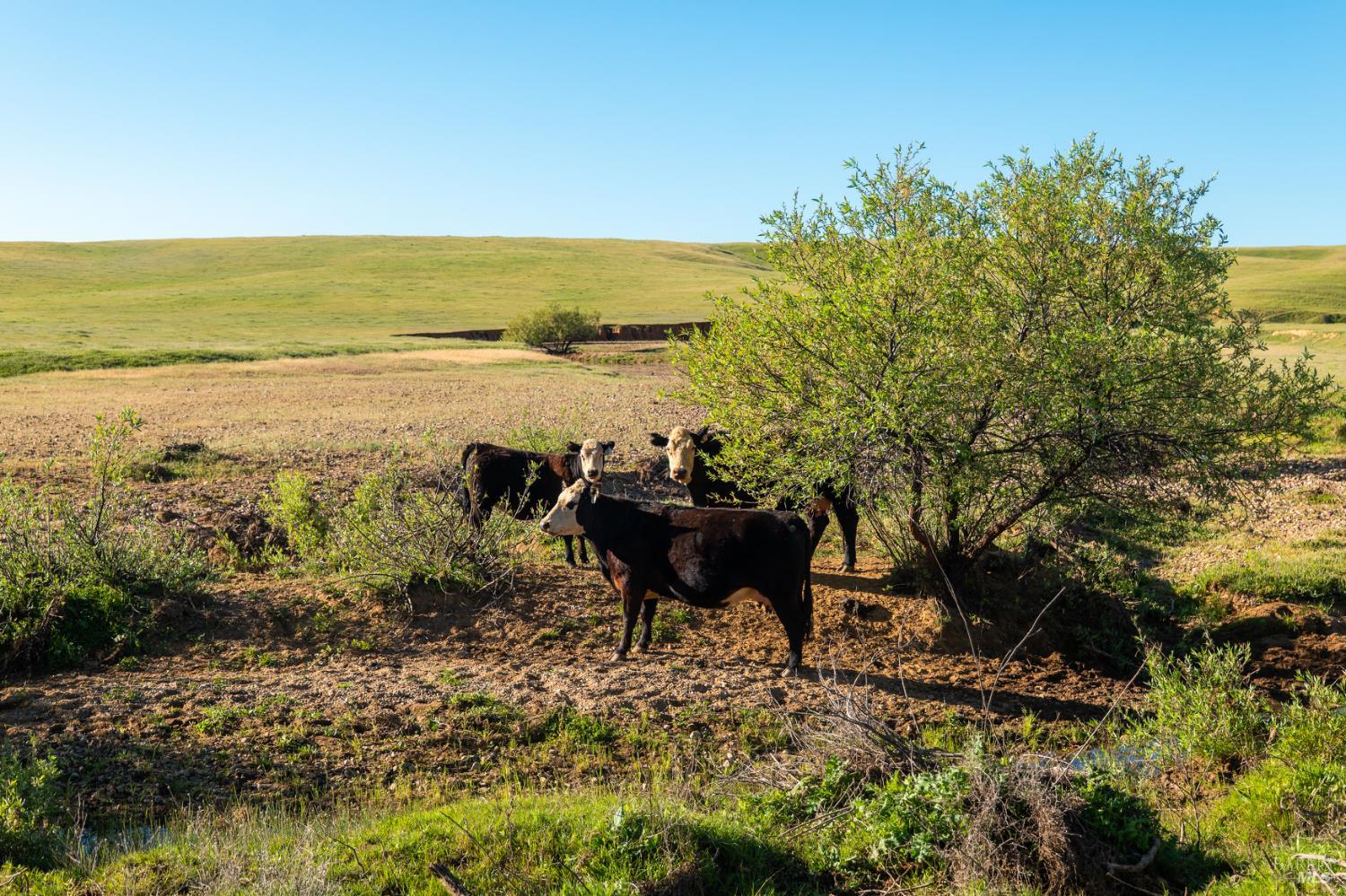 Detail Gallery Image 8 of 20 For 0 Rancho Tehama Rd, Red Bluff,  CA 96021 - – Beds | – Baths
