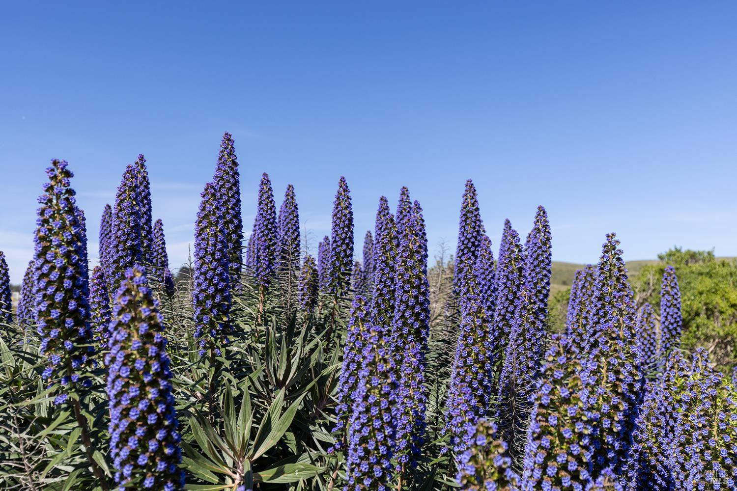 Detail Gallery Image 8 of 54 For 19909 Heron Dr, Bodega Bay,  CA 94923 - 2 Beds | 2/1 Baths