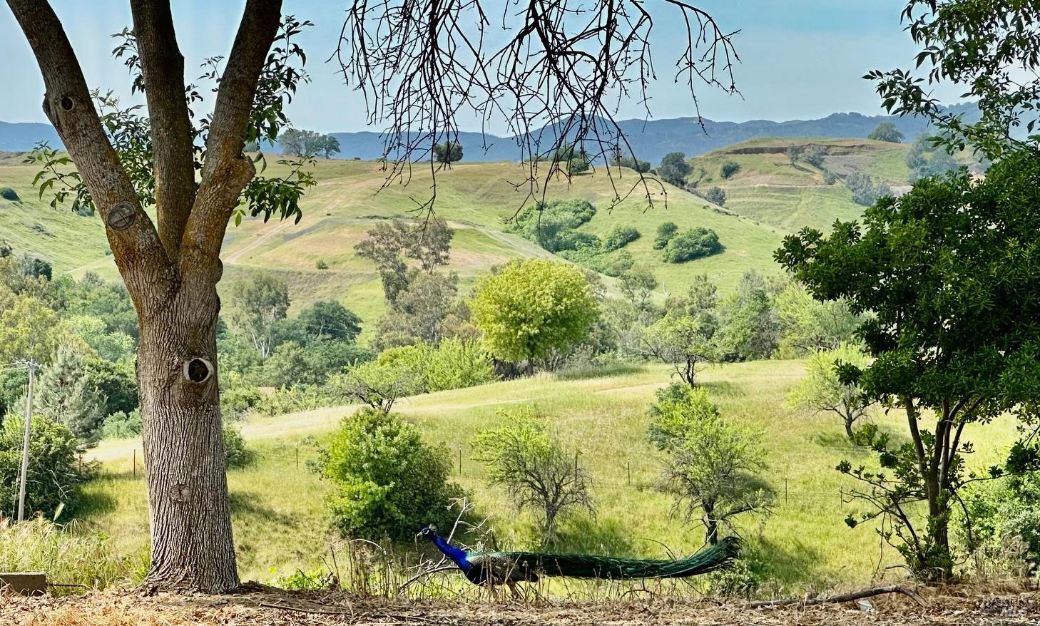 Detail Gallery Image 48 of 51 For 8551 Windy Ridge Trl, Winters,  CA 95694 - 3 Beds | 2/1 Baths