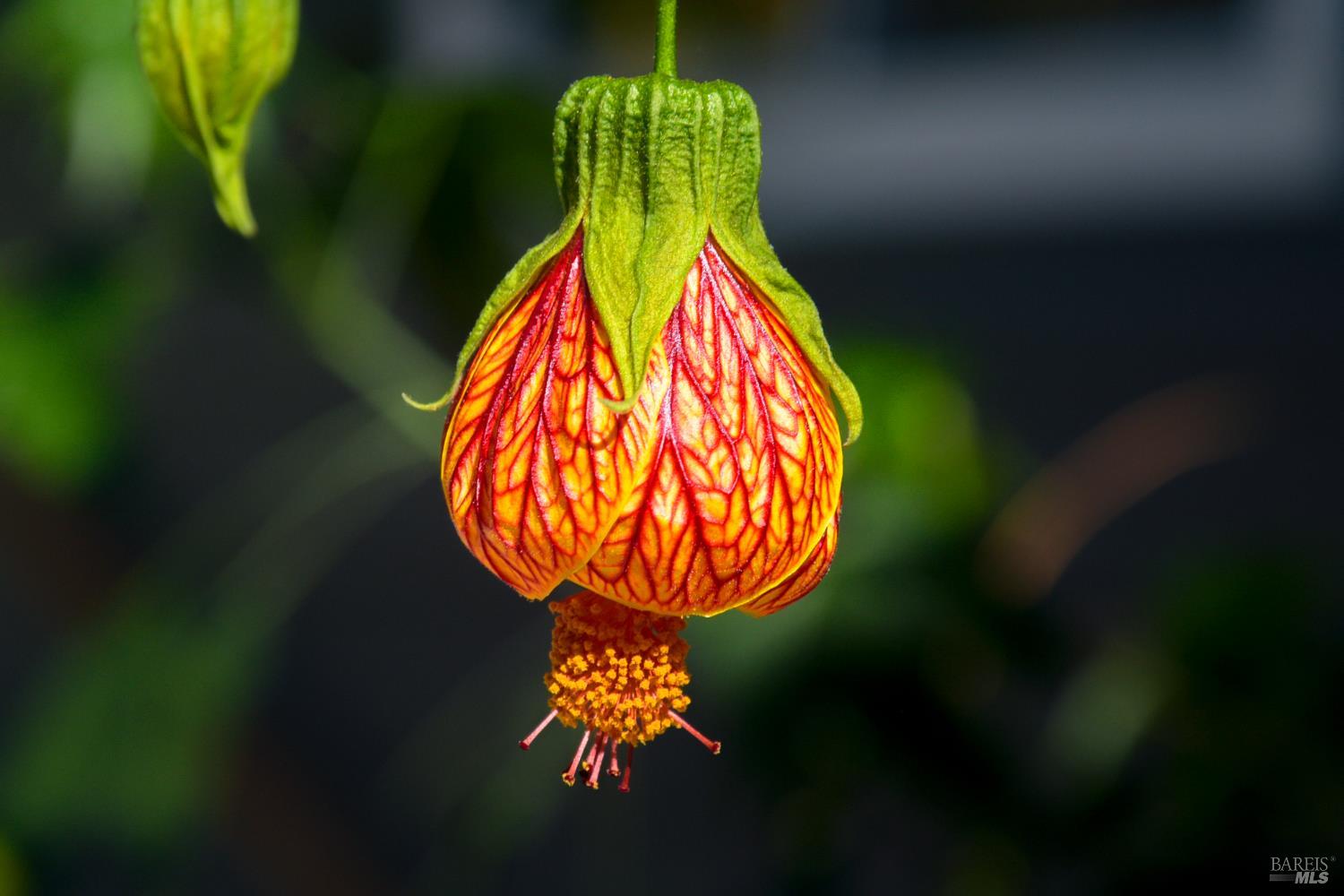 Detail Gallery Image 39 of 48 For 115 Myrtle Ave, San Rafael,  CA 94901 - 3 Beds | 2 Baths